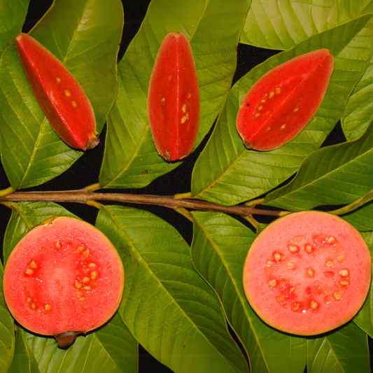 Ruby Supreme Guava Fruit Plant