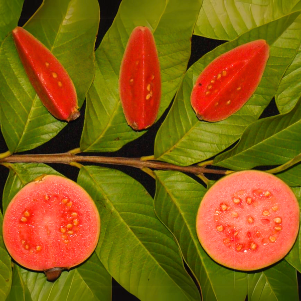 Ruby Supreme Guava Fruit Plant – BeauFlora