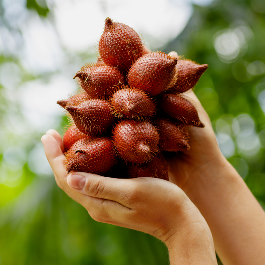 White Salak Snake Fruit Plant