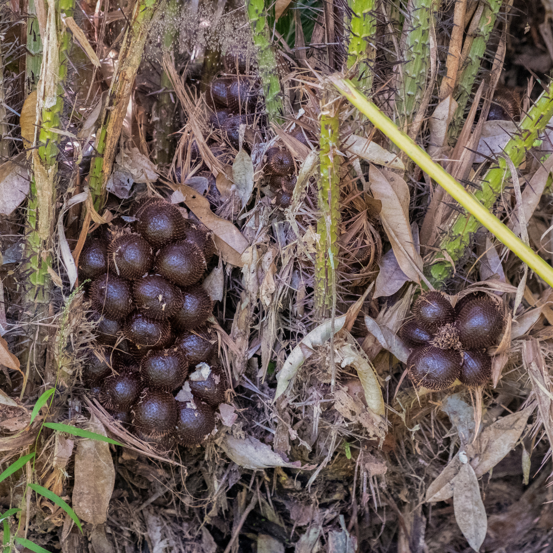 White Salak Snake Fruit Plant