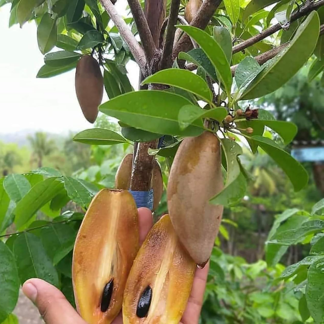 Thai Banana Chiku Sapota Fruit Plant