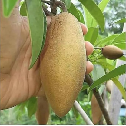 Thai Banana Chiku Sapota Fruit Plant