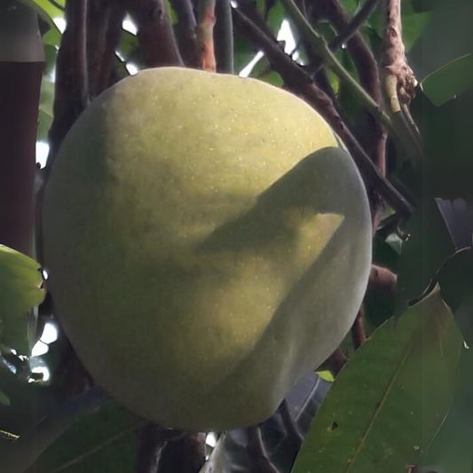 Shah Jahan Mango Fruit Plant