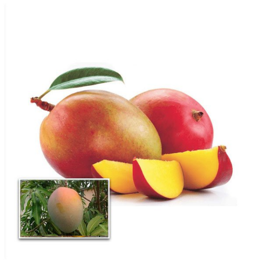 Sindhooram Mango Fruit Plant