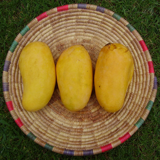 Sindhri Mango Fruit Plant