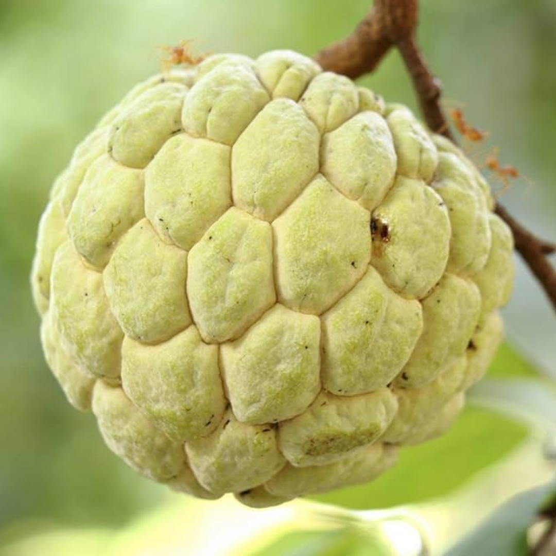 Golden Sitafal Sugar Apple Fruit Plant