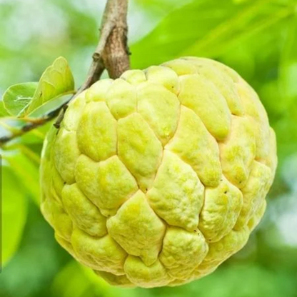 Golden Sitafal Sugar Apple Fruit Plant
