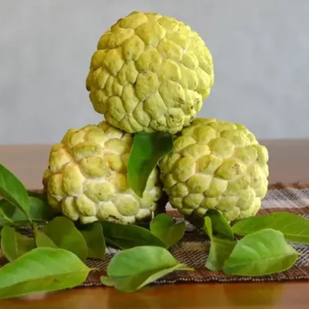 Golden Sitafal Sugar Apple Fruit Plant