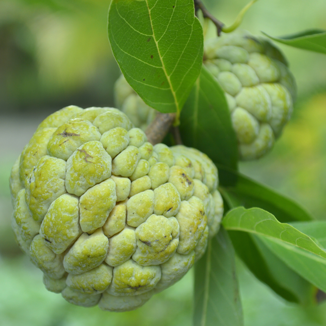 Green Sitafal Sugar Apple Fruit Plant