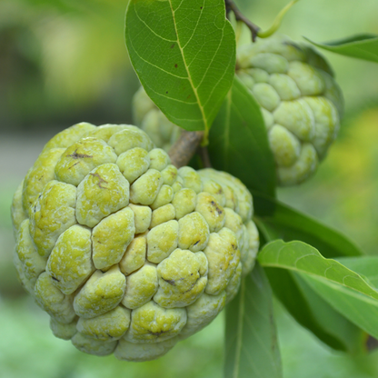 Green Sitafal Sugar Apple Fruit Plant