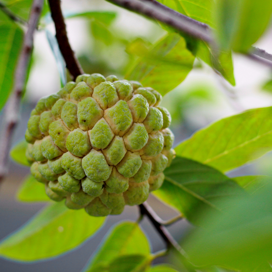 Green Sitafal Sugar Apple Fruit Plant