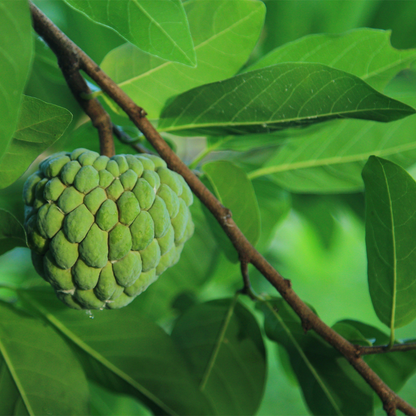 Green Sitafal Sugar Apple Fruit Plant