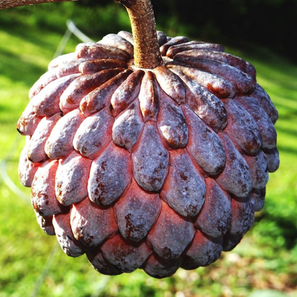 Red Sitafal Sugar Apple Fruit Plant