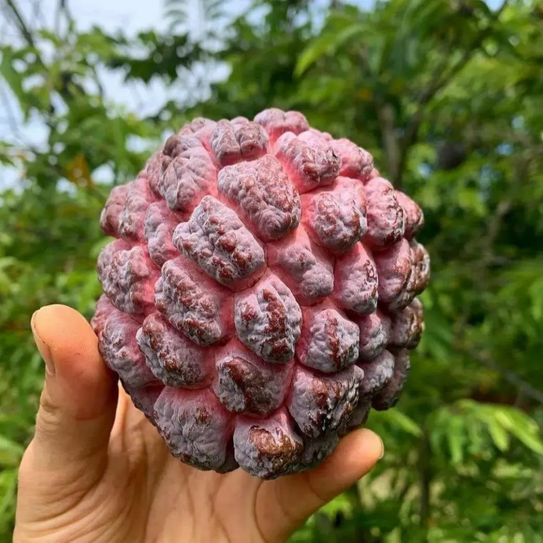 Red Sitafal Sugar Apple Fruit Plant