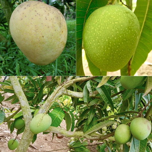 Sonpari Mango Fruit Plant