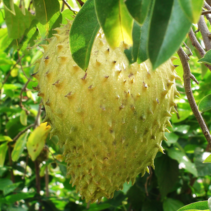 Giant Soursop Fruit Plant