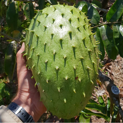 Giant Soursop Fruit Plant