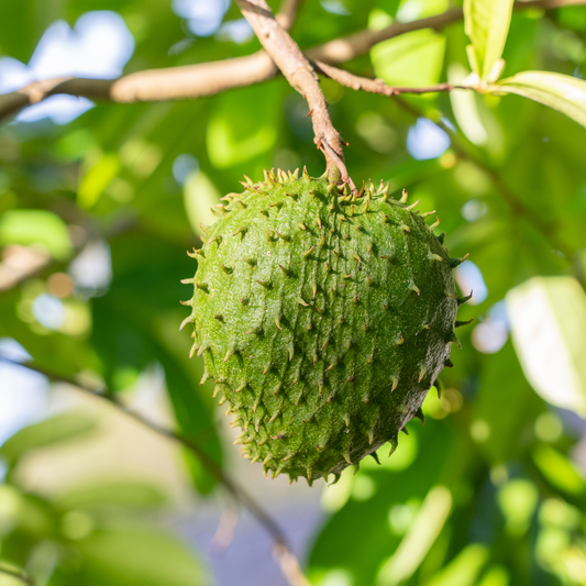 Green Soursop Fruit Plant