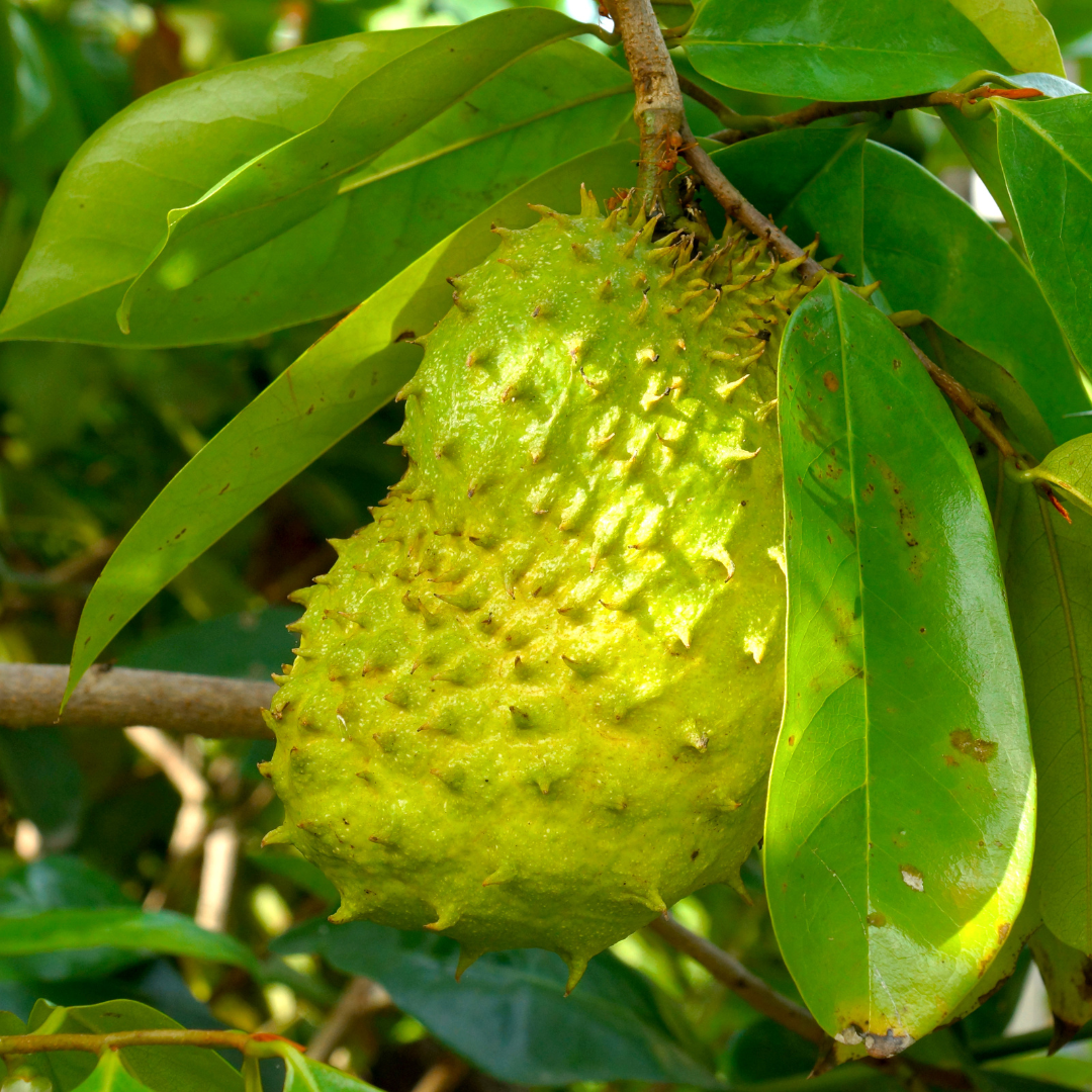 Green Soursop Fruit Plant