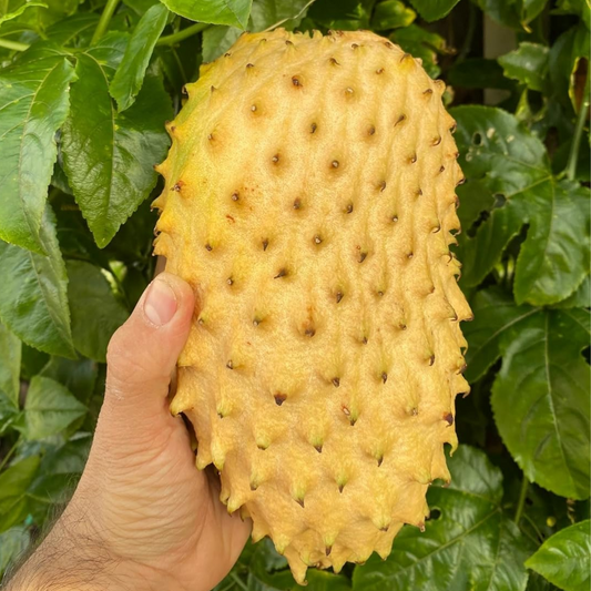 Golden Soursop Fruit Plant