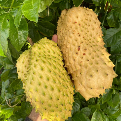 Golden Soursop Fruit Plant