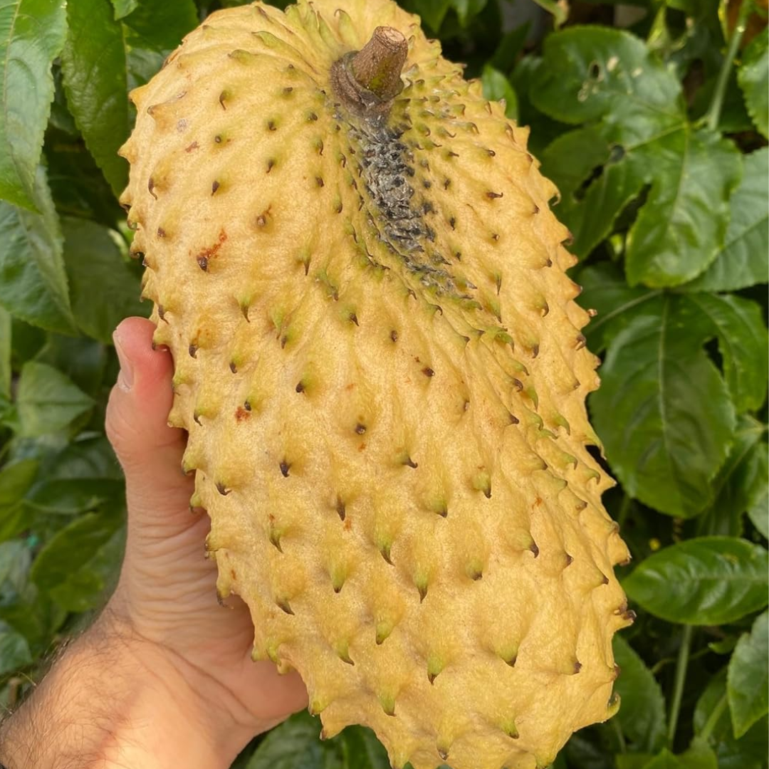 Golden Soursop Fruit Plant