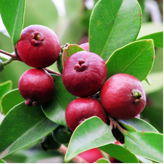 Strawberry Guava Fruit Plant
