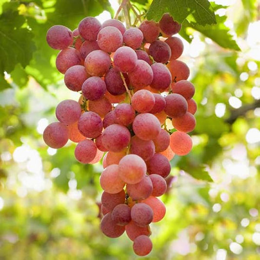Suffolk Red Grape Vine Plant