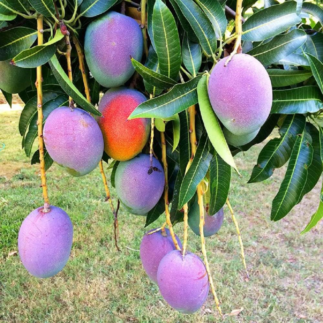 Super Purple Mango Fruit Plant