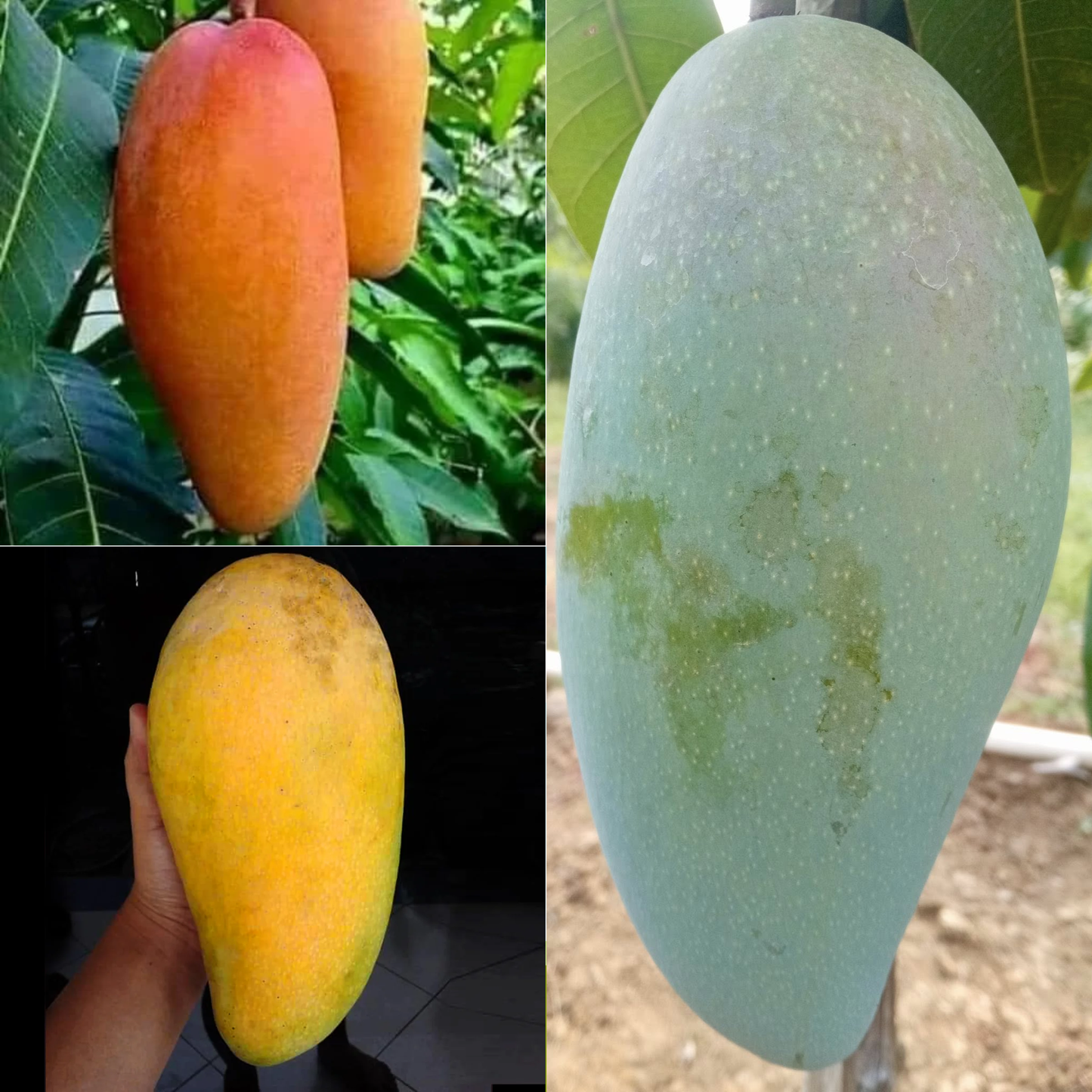 Super Queen Mango Fruit Plant