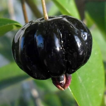 Black Surinam Cherry Fruit Plant