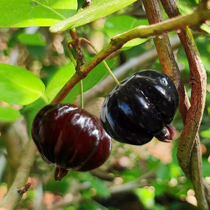 Black Surinam Cherry Fruit Plant