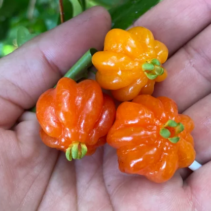 Orange Surinam Cherry Fruit Plant