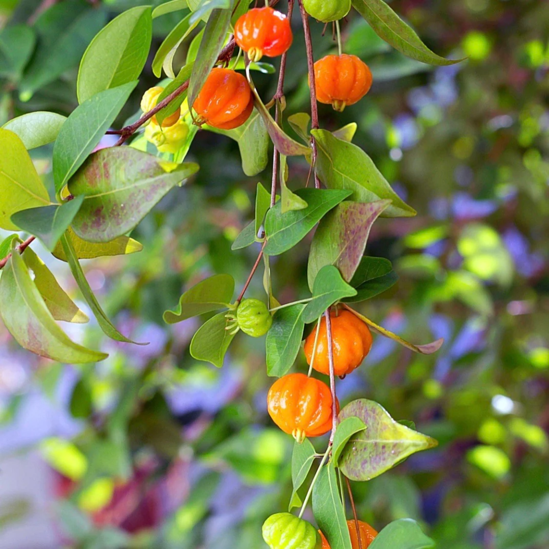 Orange Surinam Cherry Fruit Plant