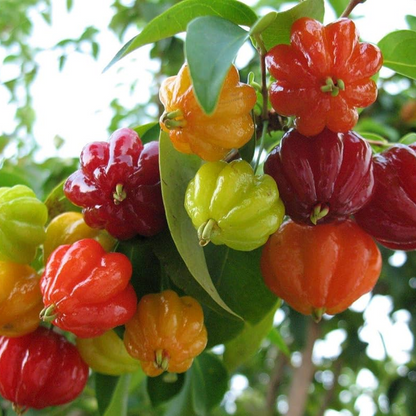 Red Surinam Cherry Fruit Plant