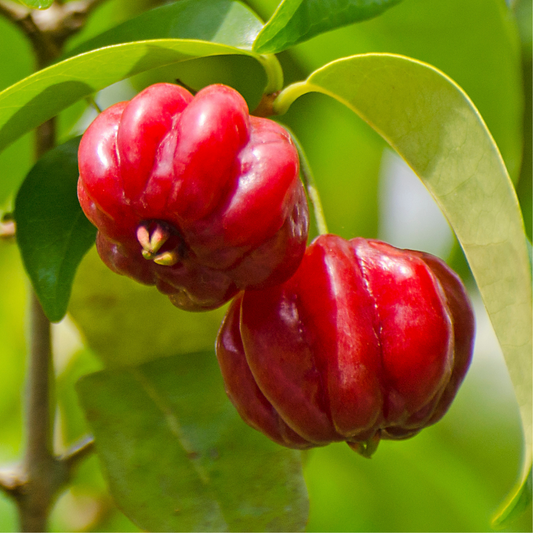 Red Surinam Cherry Fruit Plant