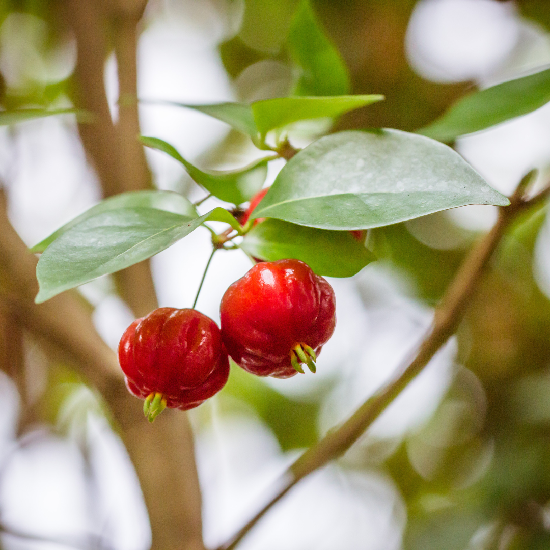 Red Surinam Cherry Fruit Plant