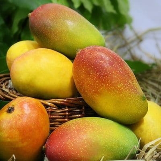 Suvarnarekha Mango Fruit Plant