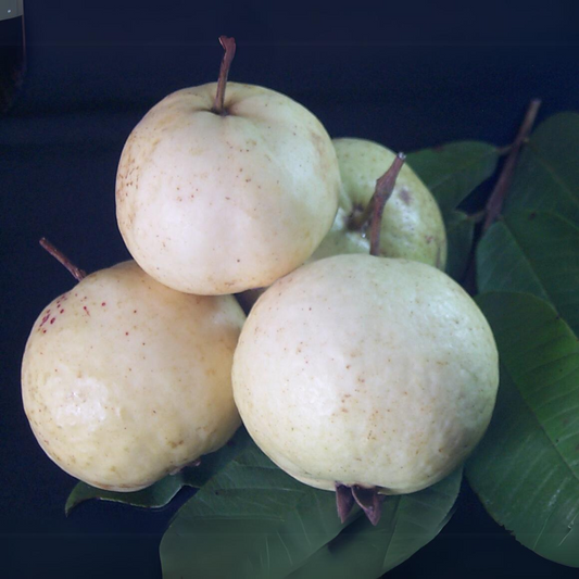 Swetha Guava Fruit Plant
