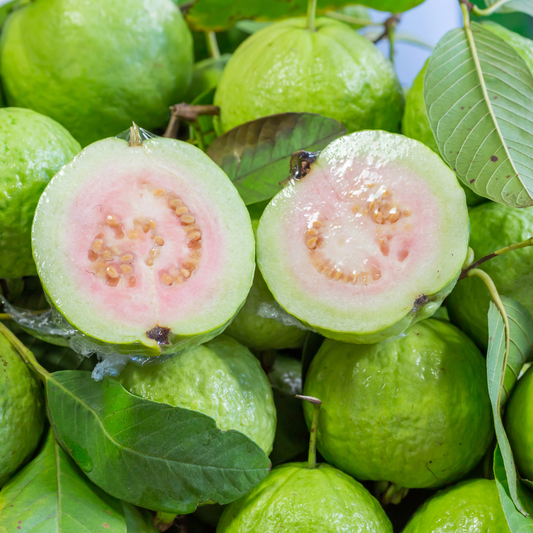 Taiwan Pink Guava Fruit Plant
