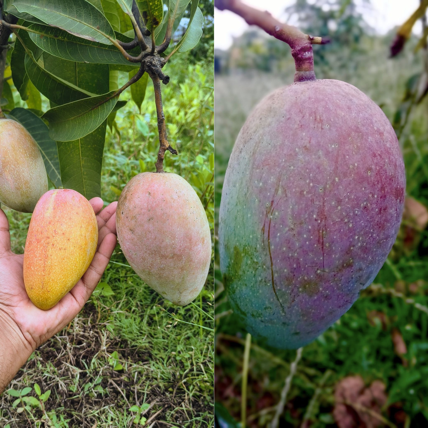 Taiwan Red Dragon Mango Fruit Plant