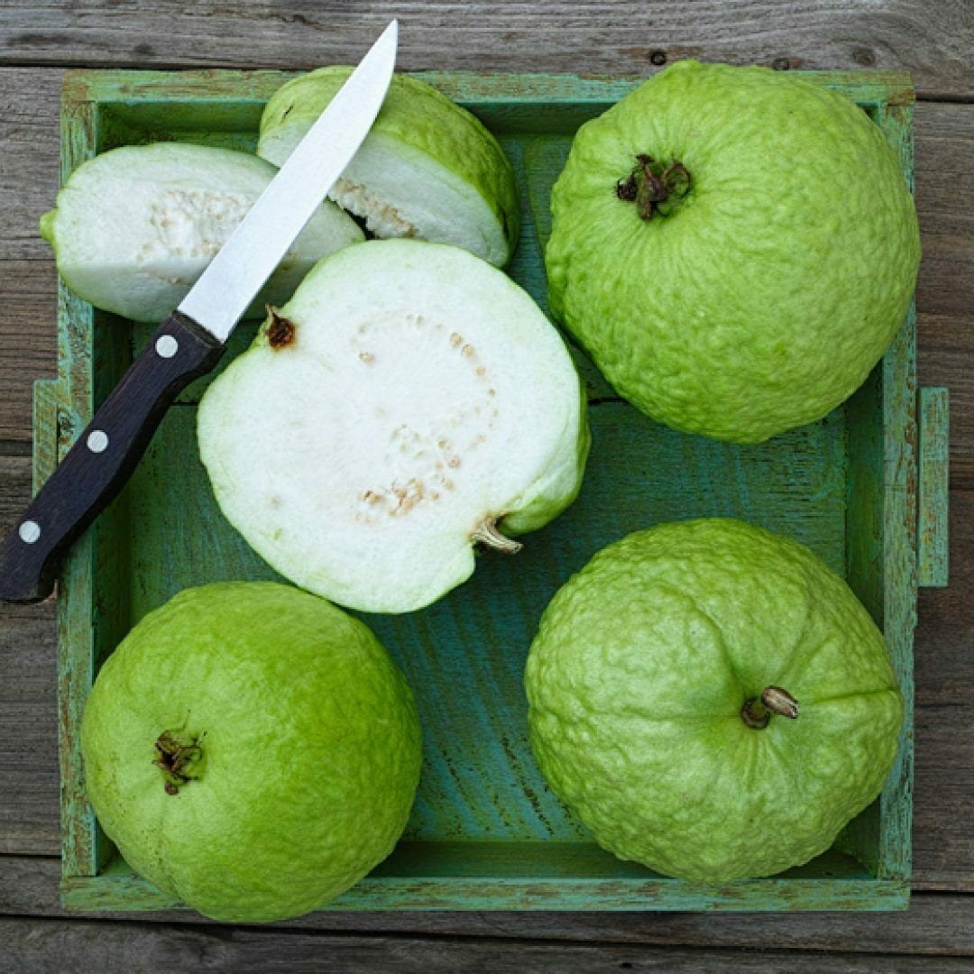 Thai 5 Guava Fruit Plant