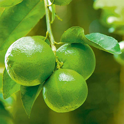 Thailand Market Lemon Fruit Plant