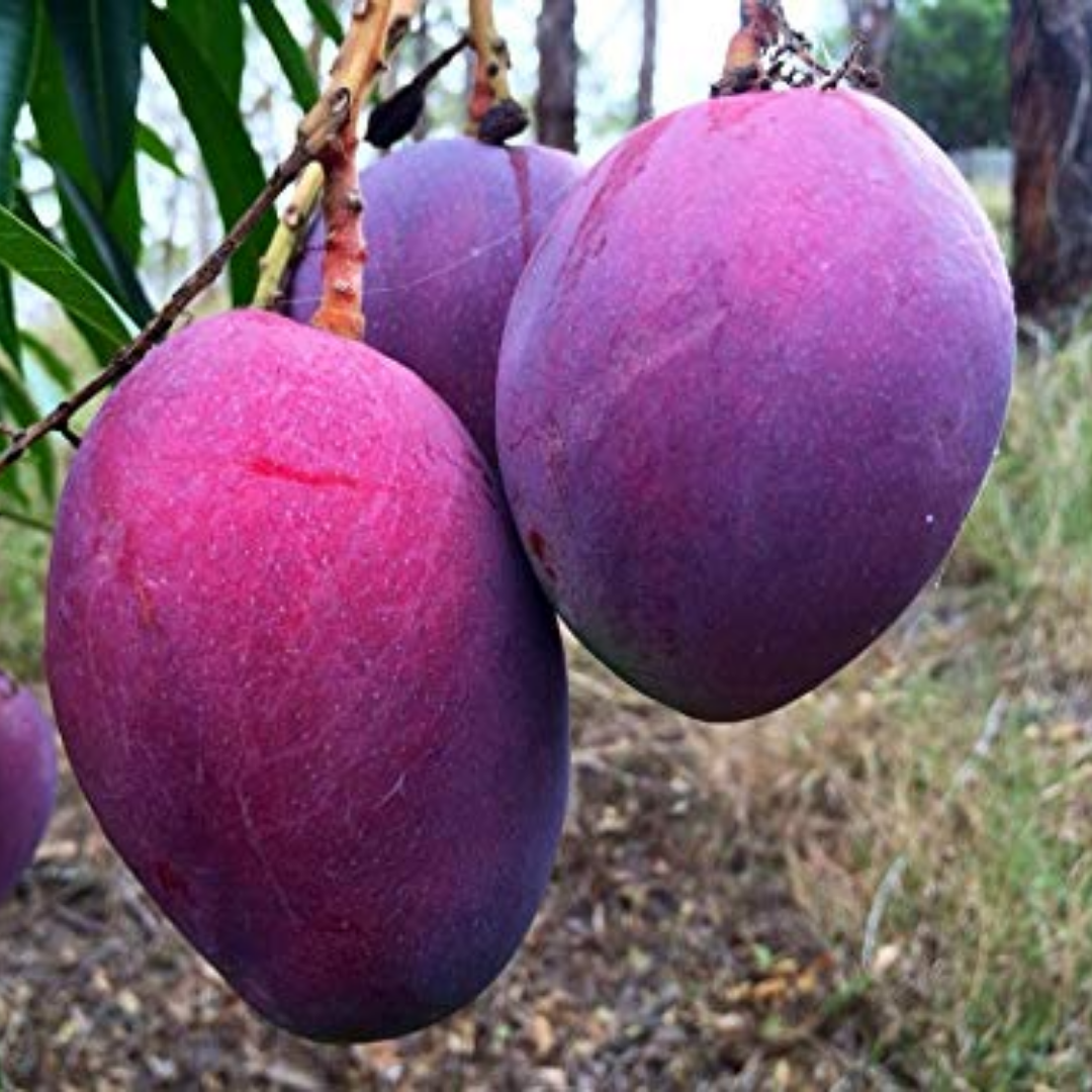 Thailand Purple Mango Fruit Plant