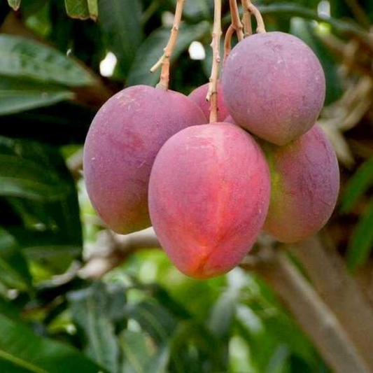 Thailand Red Mango Fruit Plant