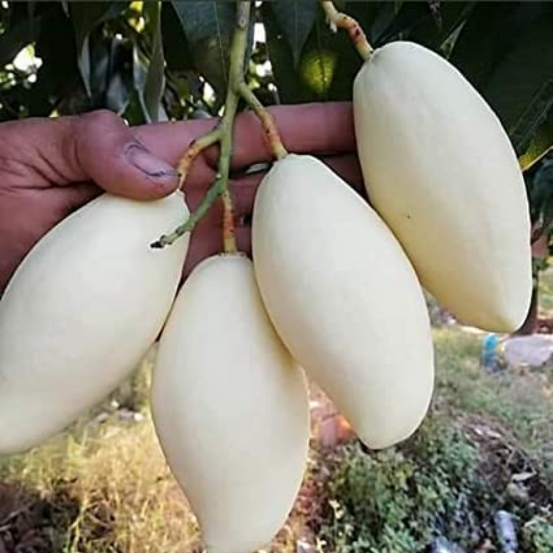 Thailand White Mango Fruit Plant