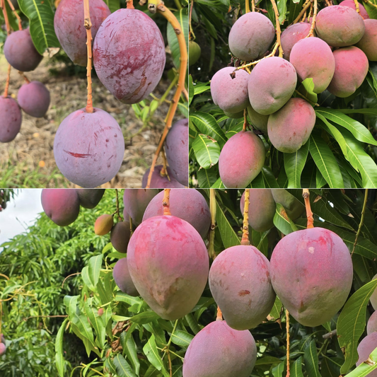 Tommy Atkins Mango Fruit Plant