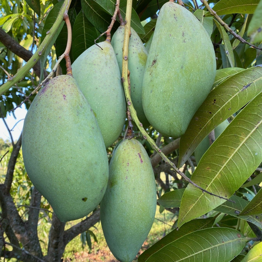 Totapuri Mango Fruit Plant