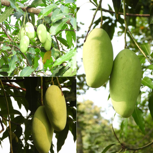 Vellari Mango Fruit Plant