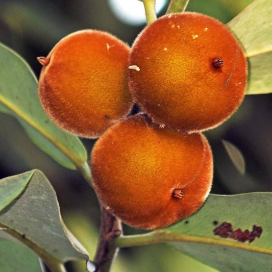 Velvet Apple Fruit Plant